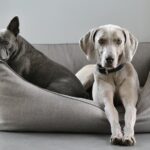easy care protective dog breeds