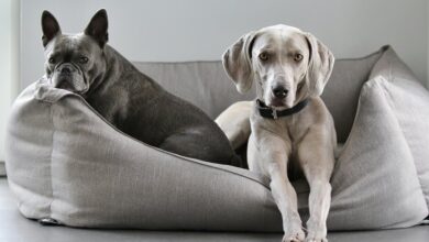 easy care protective dog breeds